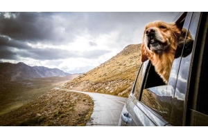 Come trasportare il tuo amico 4 zampe in auto