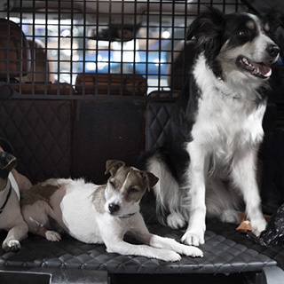 In auto con il nostro cane