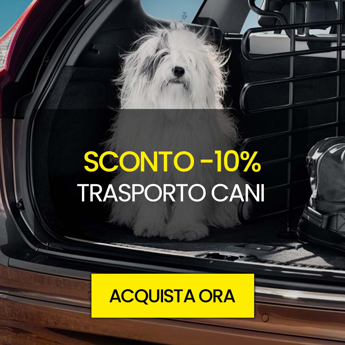trasporto cani